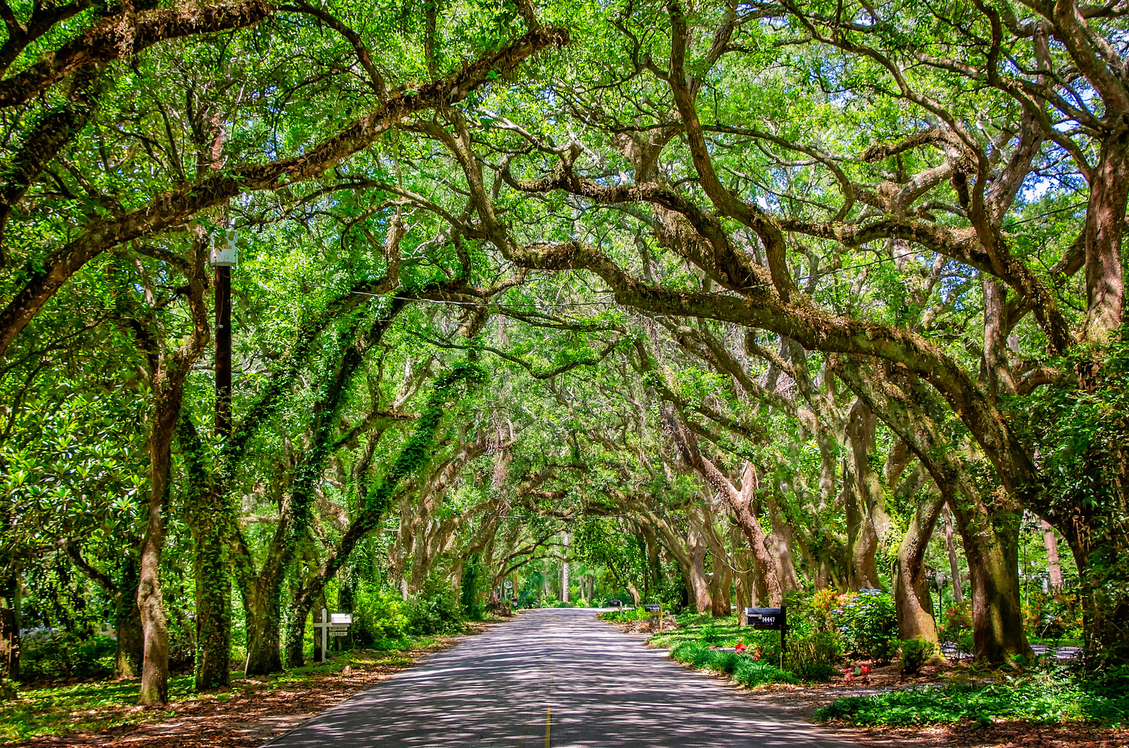 A canopy of Southern live oak trees create a picturesque scene on Oak Street, May 27, 2021, in Magnolia Springs, Alabama. The town, which incorporated in 2006, has a population of 723 people.