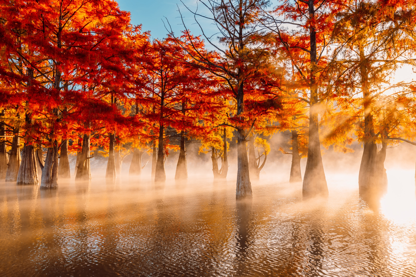 Swamp cypresses on lake with reflection, fog and sunshine. Taxodium distichum with red needles in Florida.