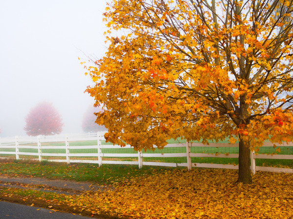 Golden Fall foliage alongside a field in Holmdel New Jersey.